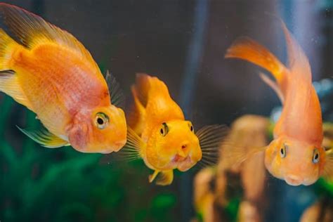 養魚|新手養魚知識